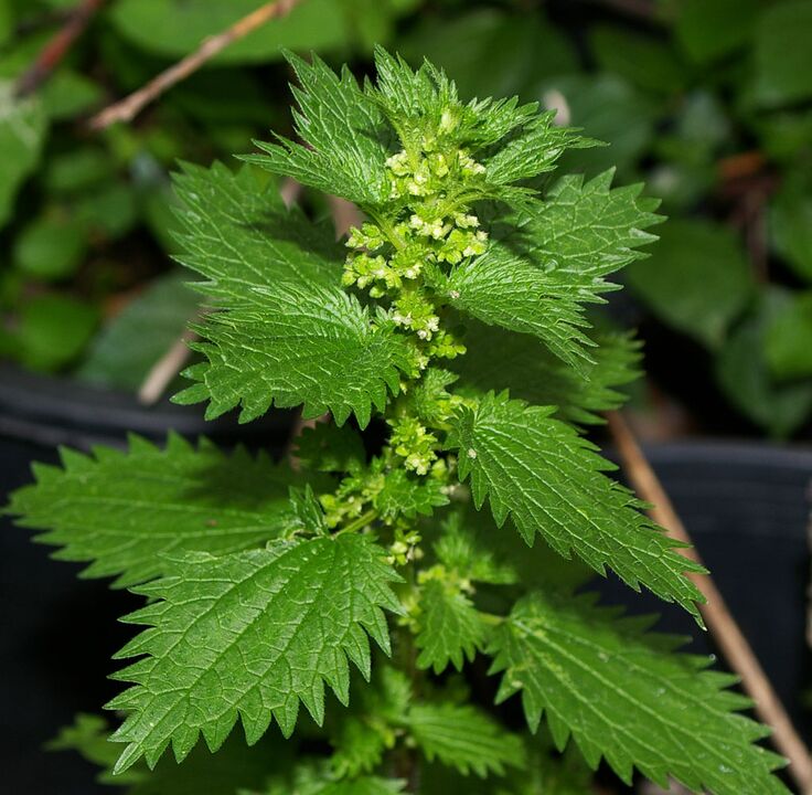 Stinging nettle - compound Prostovit