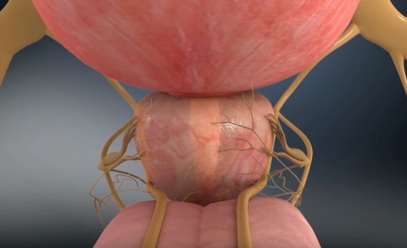 prostate