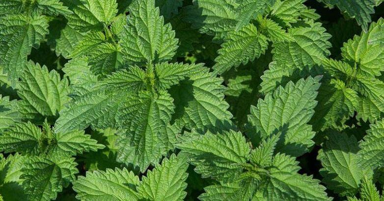 nettle for the treatment of prostate